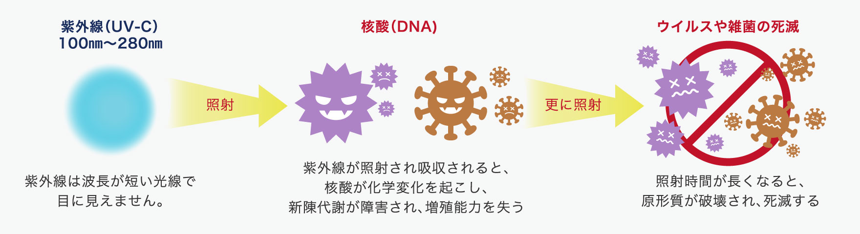紫外線（UV-C）100㎚～280㎚を→照射→（紫外線は波長が短い光線で目に見えません。）核酸[DNA]（紫外線が照射され吸収されると、核酸が化学変化を起こし、新陳代謝が障害され、増殖能力を失う）→更に照射→ウイルスや雑菌の死滅（照射時間が長くなると、原形質が破壊され、死滅する）