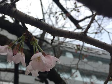 桜開花.jpg