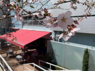 桜2020①.jpg