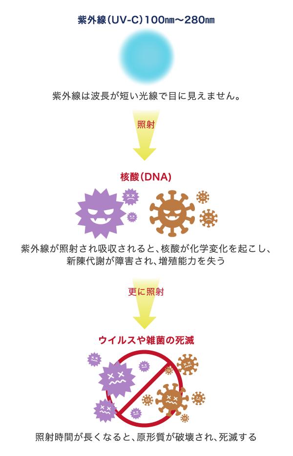 紫外線（UV-C）100㎚～280㎚を→照射→（紫外線は波長が短い光線で目に見えません。）核酸[DNA]（紫外線が照射され吸収されると、核酸が化学変化を起こし、新陳代謝が障害され、増殖能力を失う）→更に照射→ウイルスや雑菌の死滅（照射時間が長くなると、原形質が破壊され、死滅する）