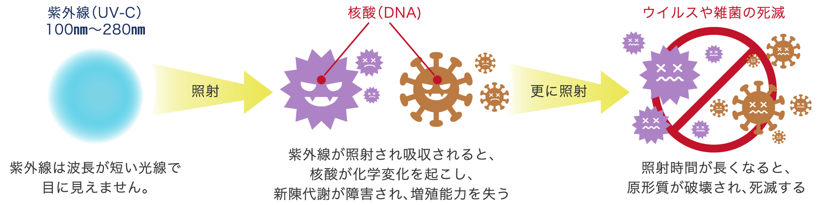 紫外線UV-Cによる殺菌やウイルスの不活化